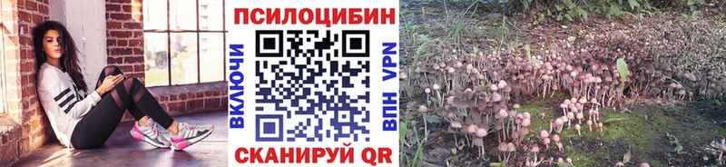 Галлюциногенные грибы Psilocybine cubensis  где купить   Щёкино 